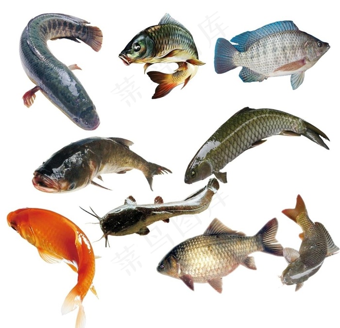 鱼图片