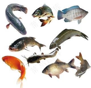 鱼图片