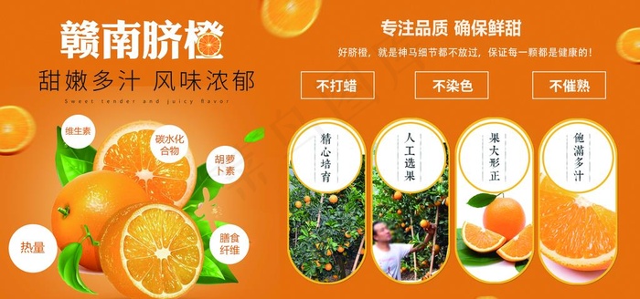 赣南脐橙展板图片(11811X5906(DPI:300))psd模版下载