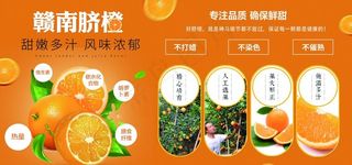 赣南脐橙展板图片