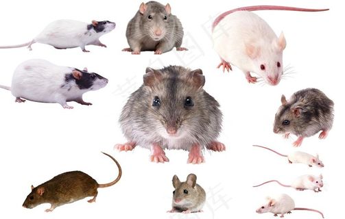 老鼠图片
