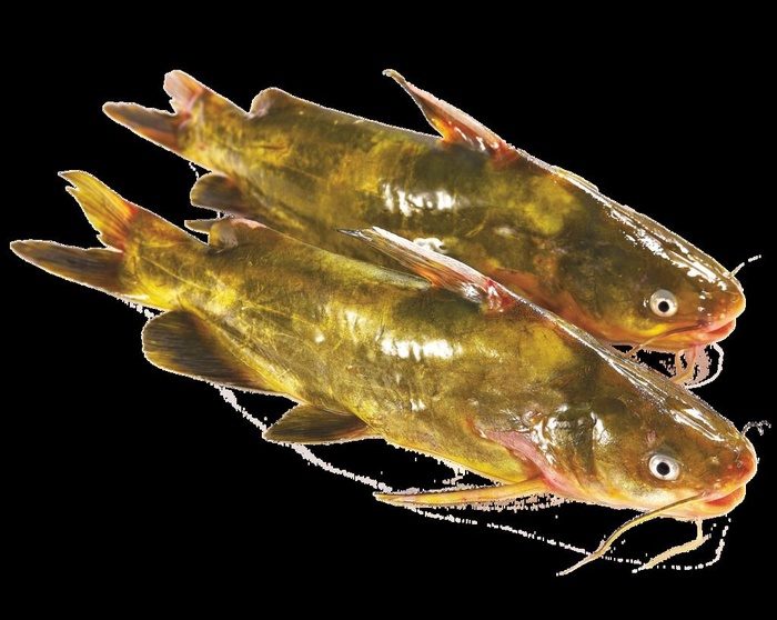 黄骨鱼图片