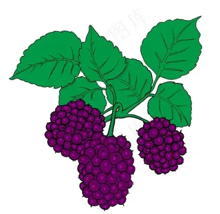 手绘桑葚图片