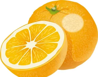 矢量橙子图片