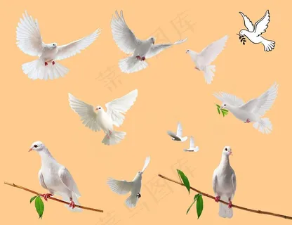 鸽子和平鸽psd素材图片 鸽子和平鸽psd素材图片
