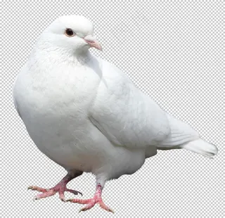 鸽子图片