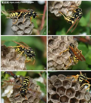 年轻的 造纸 胡蜂 在 筑巢 套图 合集图片