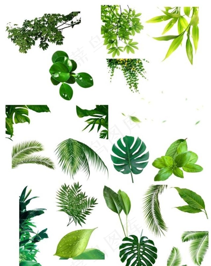 透明底叶子元素不是很清印刷勿用图片