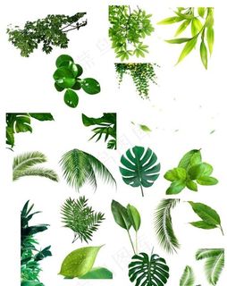 透明底叶子元素不是很清印刷勿用图片