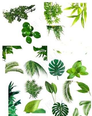 透明底叶子元素不是很清印刷勿用图片