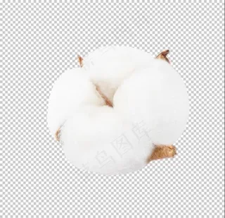 透明底免扣棉花花朵图片