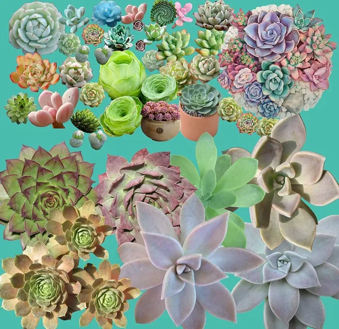 多肉植物素材图片(5000X5000(DPI:300))psd模版下载
