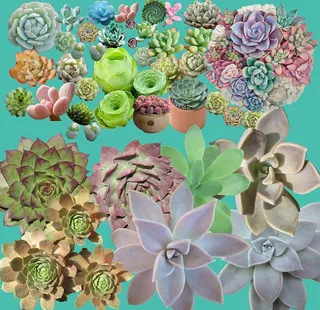 多肉植物素材图片