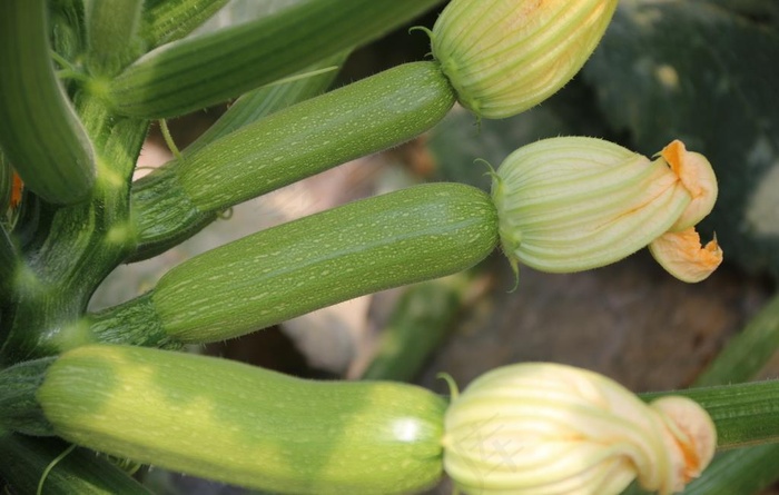 蔬菜图片
