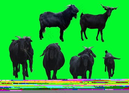 徐闻黑山羊图片