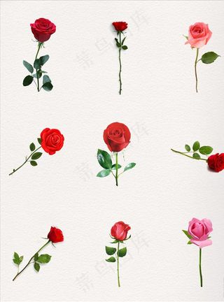 玫瑰花图片