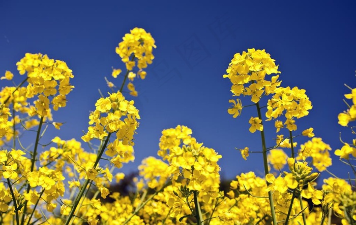 花朵高清摄影图图片