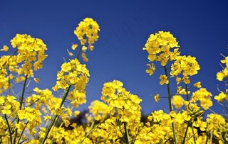 花朵高清摄影图图片