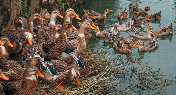 麻鸭图片 麻鸭图片