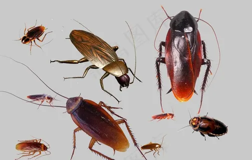 蟑螂图片 蟑螂图片