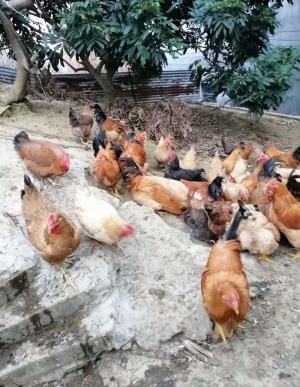 走地鸡图片