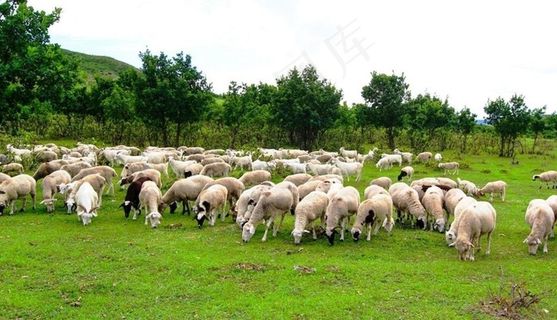 羊群图片
