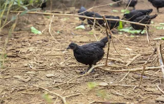 黑鸡图片