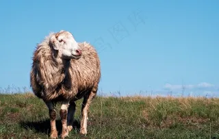 羊图片