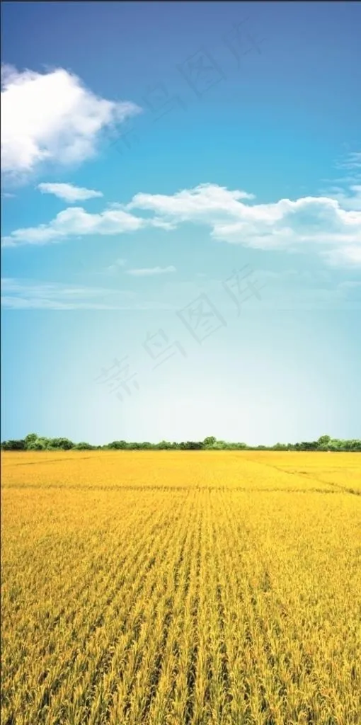 金黄稻田图片(4488X8504(DPI:60))psd模版下载