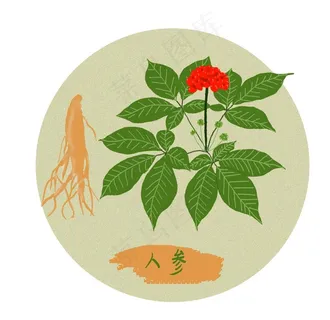手绘人参图片