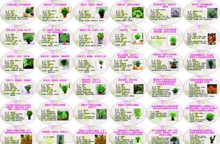 盆栽牌植物功效绿植说明图片