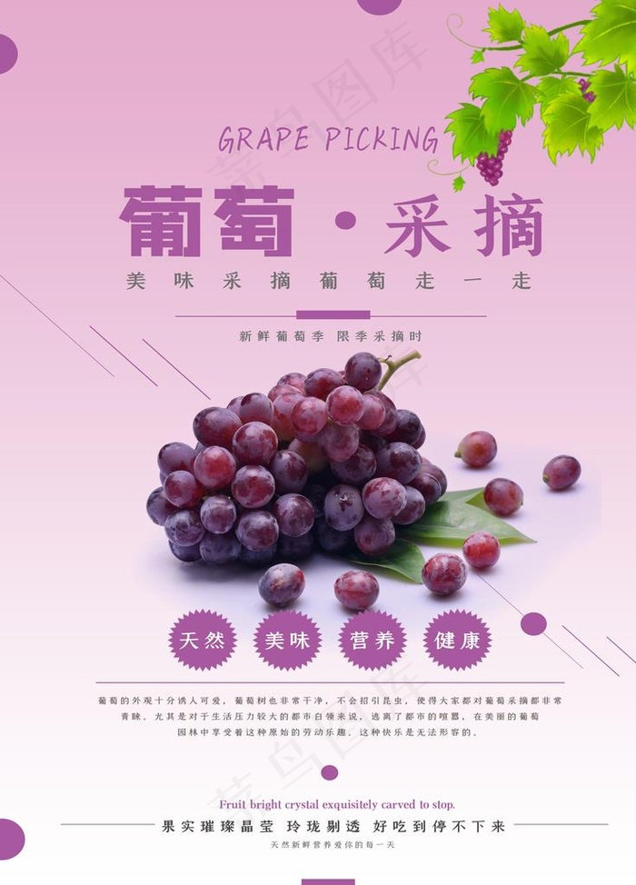 葡萄采摘图片(7087X9449(DPI:300))psd模版下载