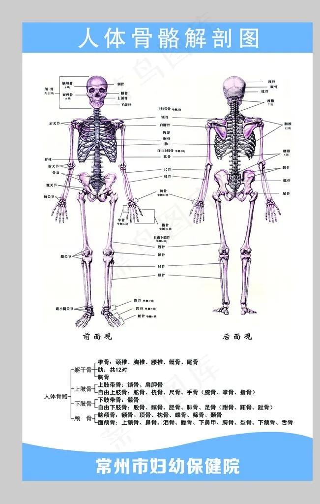 人体骨骼解剖图图片psd模版下载
