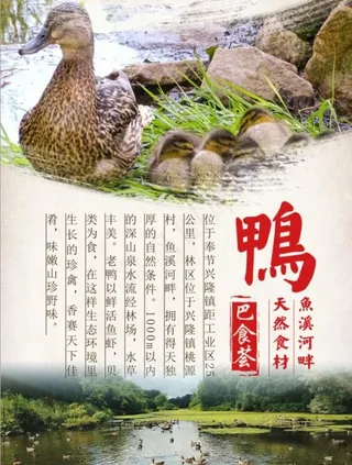 鸭海报图片