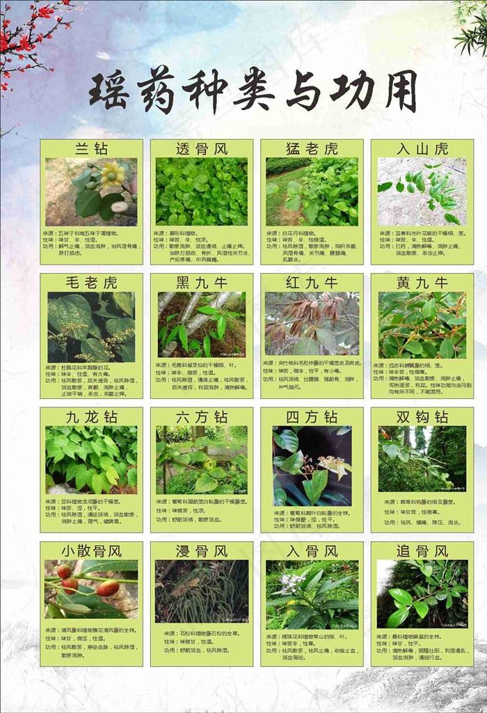 瑶药种类与作用图片(222X280)cdr矢量模版下载