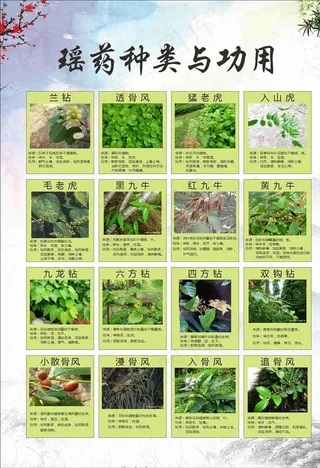 瑶药种类与作用图片