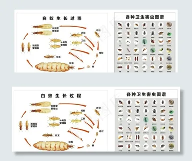 白蚁生长过程图片