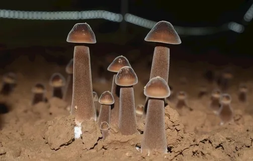 鸡枞菌图片 鸡枞菌图片