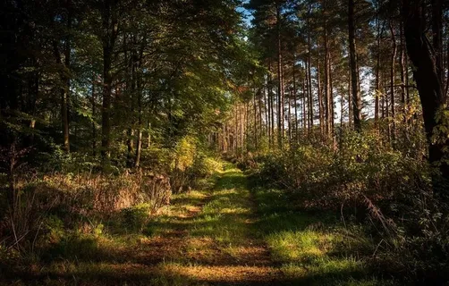 森林图片 森林图片