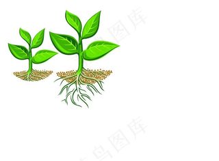 矢量根苗图片