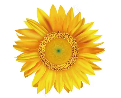 矢量向日葵图片