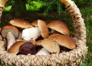 野生蘑菇图片