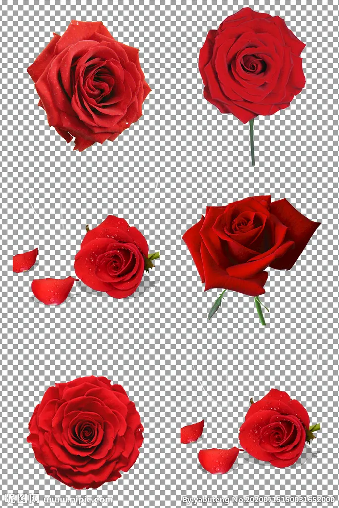 玫瑰花图片