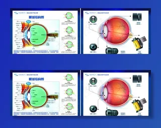 眼部结构图图片