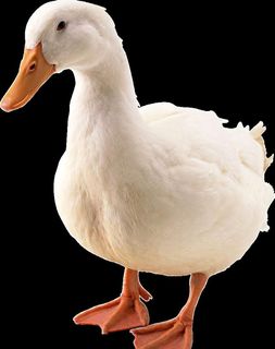 鹅png抠图图片