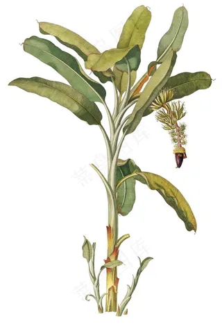 手绘热带芭蕉树图片