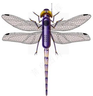 电子蜻蜓图片
