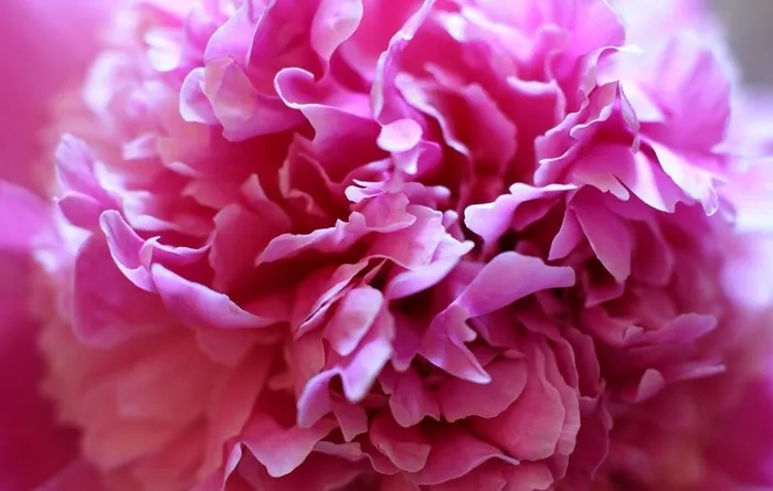 牡丹花图片