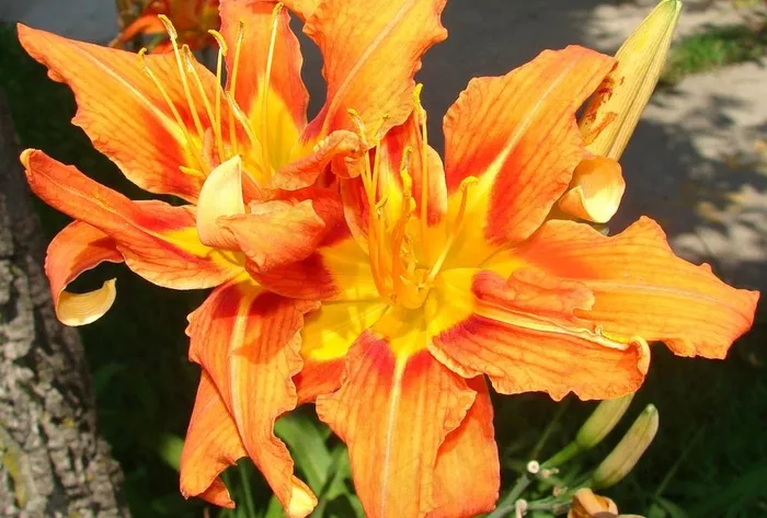 黄花菜图片