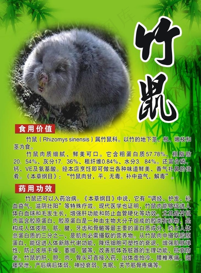 竹鼠图片cdr矢量模版下载